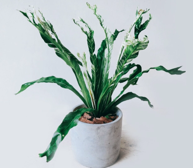 室內植物養護 室內植物養護