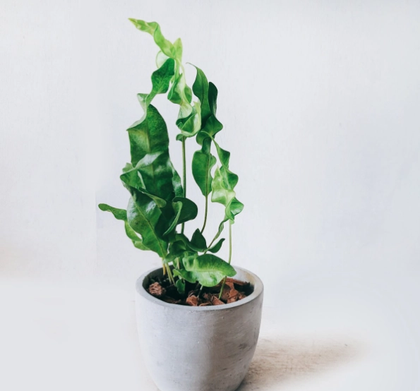 室內植物養護 室內植物養護