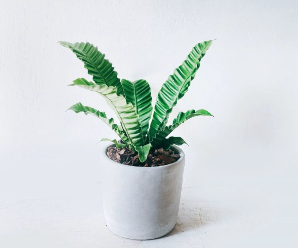 盆栽照顧技巧 盆栽照顧技巧