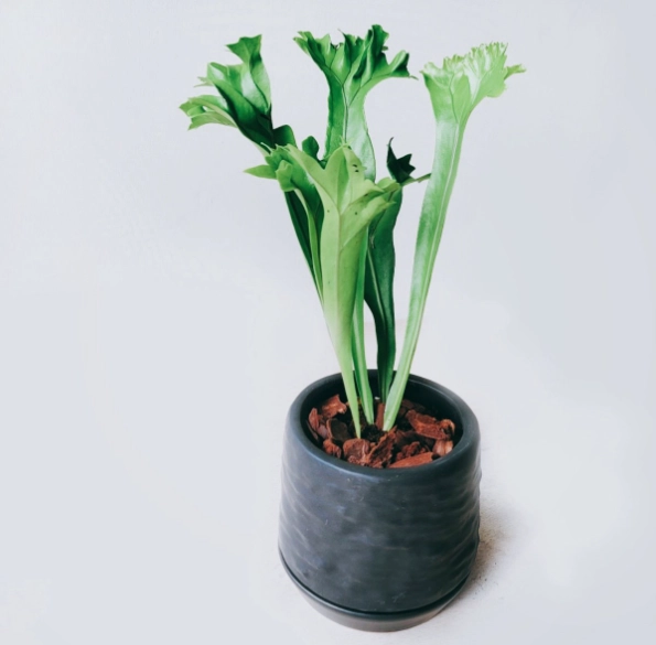 盆栽照顧技巧 盆栽照顧技巧