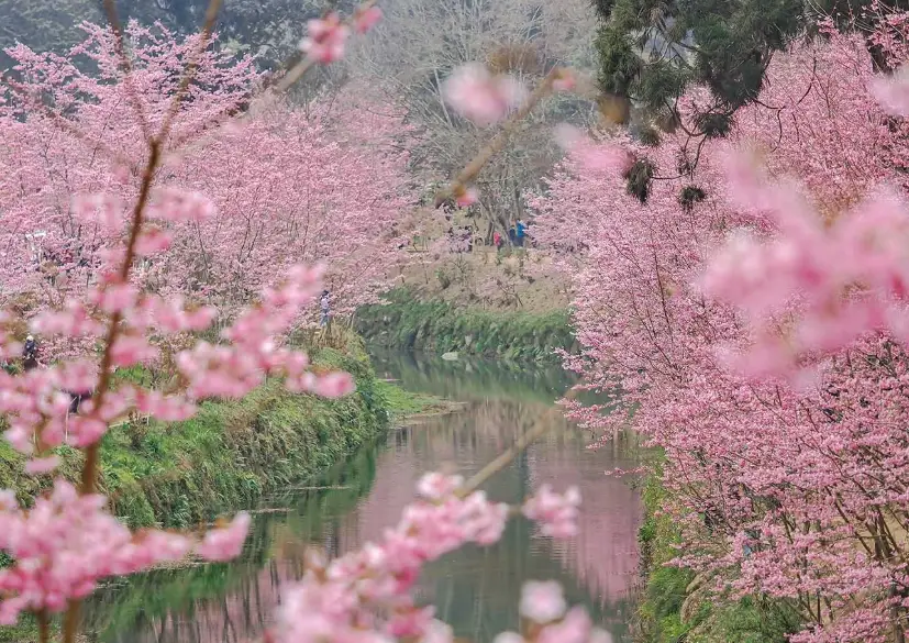 櫻花什麼季節開花