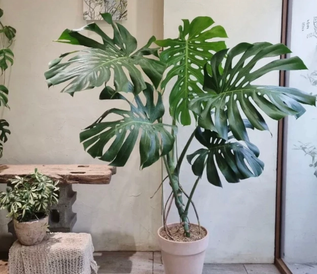 龜背芋分株時間