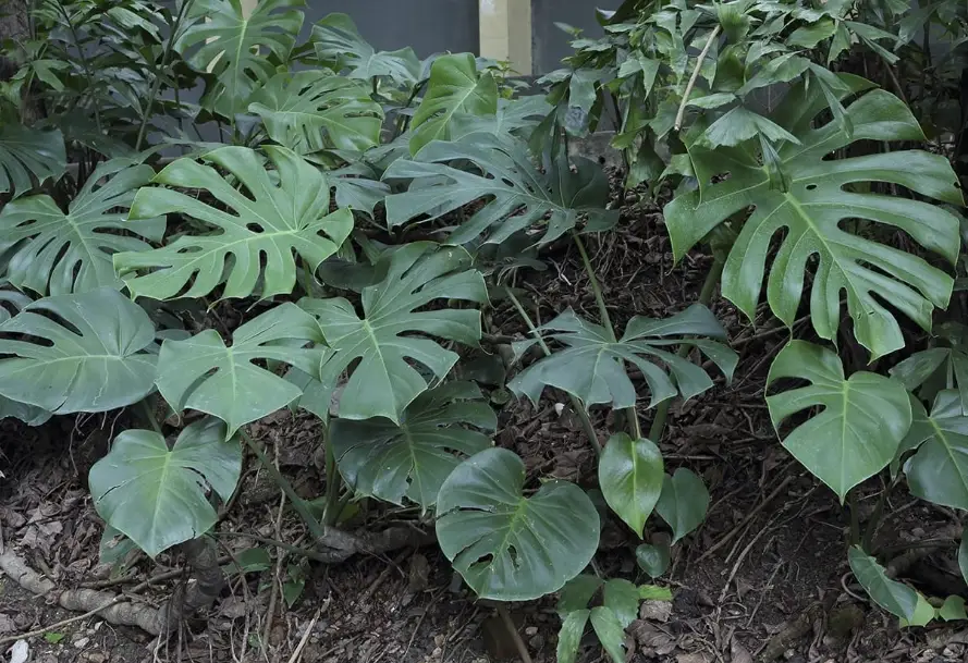 龜背芋繁殖季節