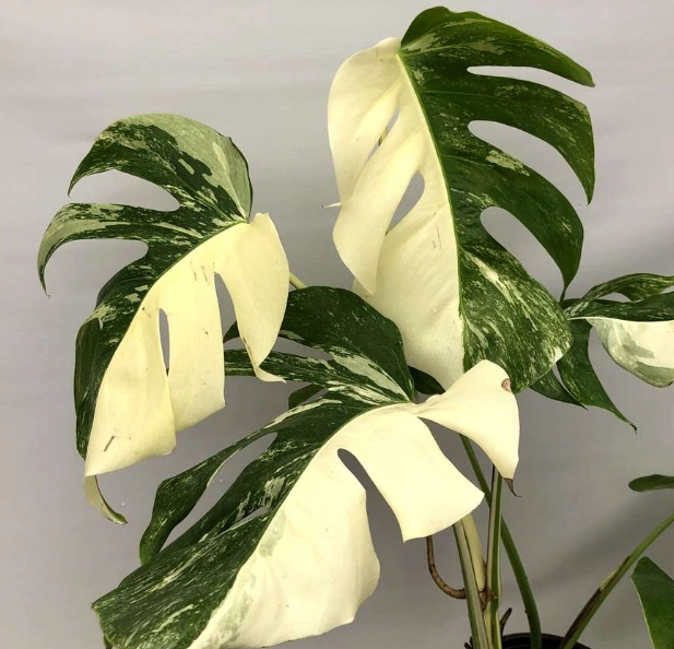 龜背芋分株時間