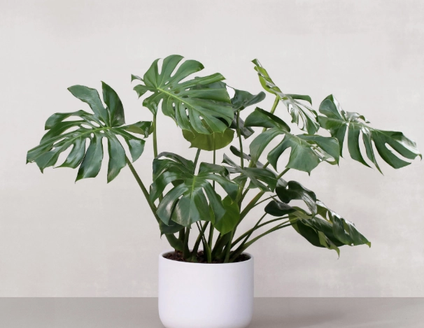 龜背竹水培繁殖