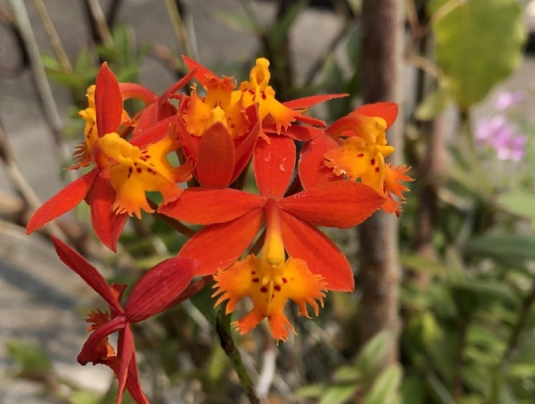 樹蘭蘭花不開花