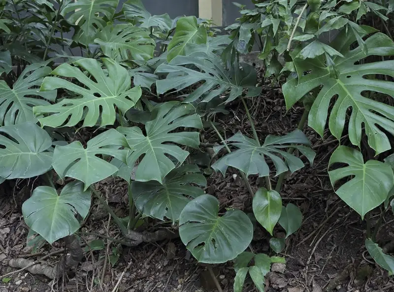 龜背竹水培繁殖