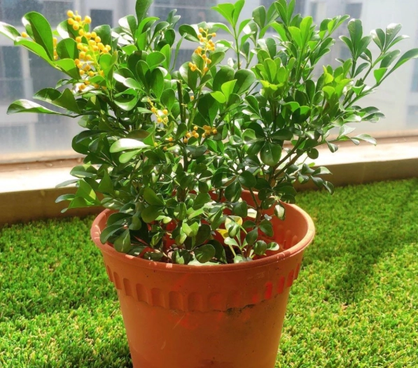 樹蘭蘭花不開花