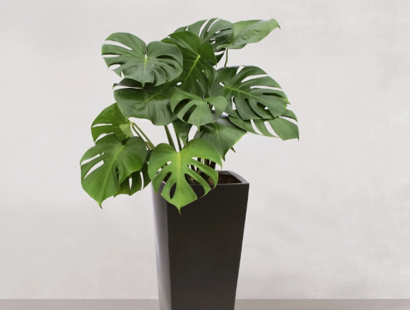 龜背竹水培繁殖