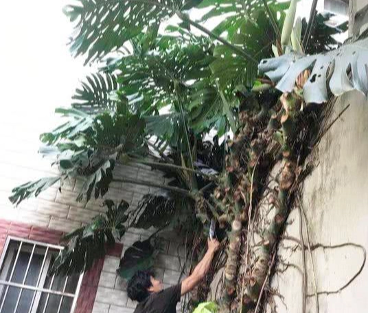 龜背竹繁殖方法