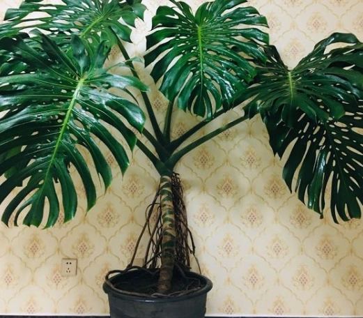 龜背竹繁殖方法