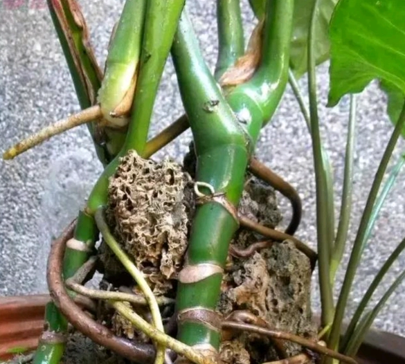 龜背竹氣根繁殖