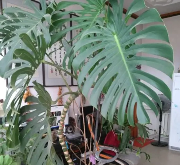 龜背竹氣根繁殖