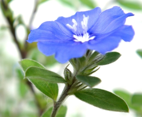 花語送禮指南