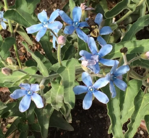 藍星花象徵