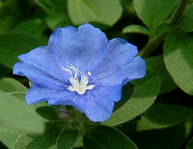 花語送禮指南