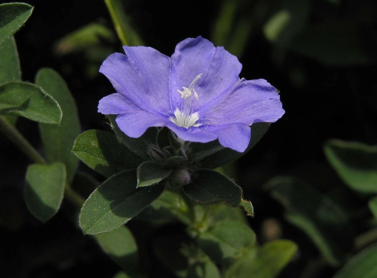 藍星花象徵