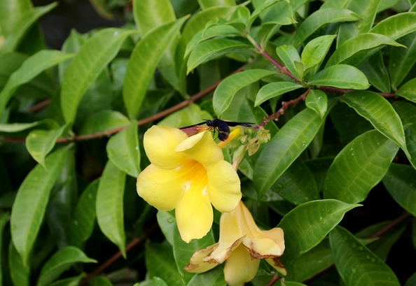 黃鐘花 養護