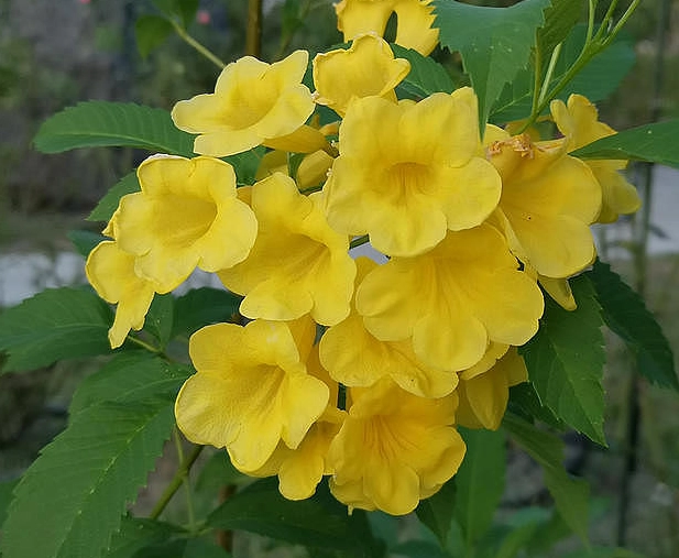 黃鐘花 養護
