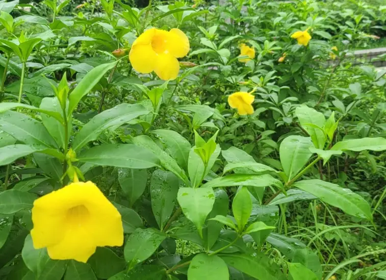 軟枝黃蟬 種植