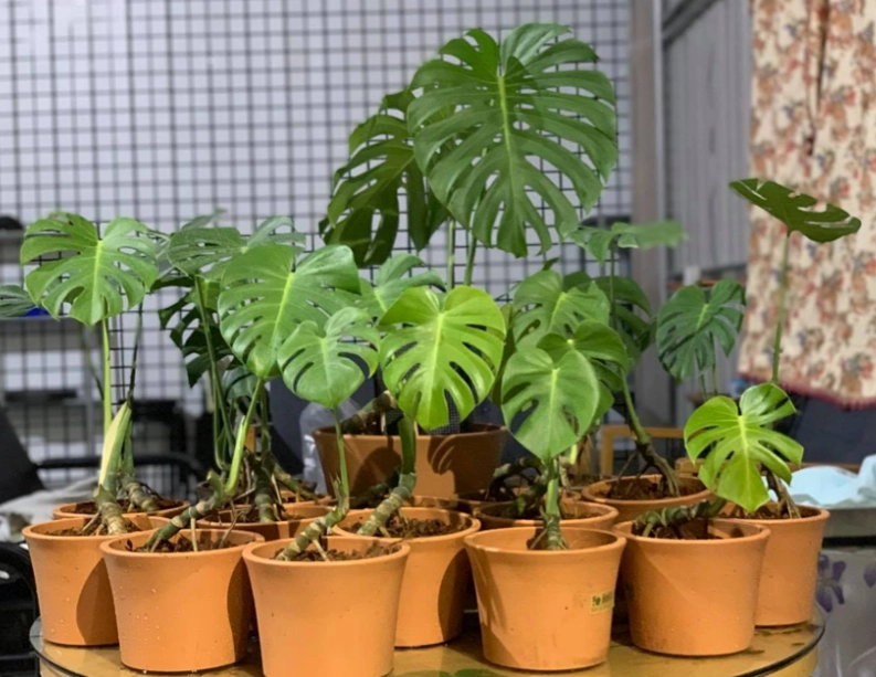 龜背芋 盆器 選擇