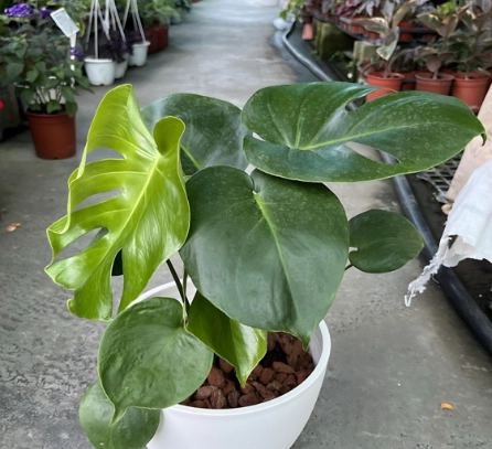 龜背芋 換盆