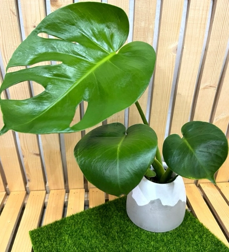龜背芋 照顧 秘訣