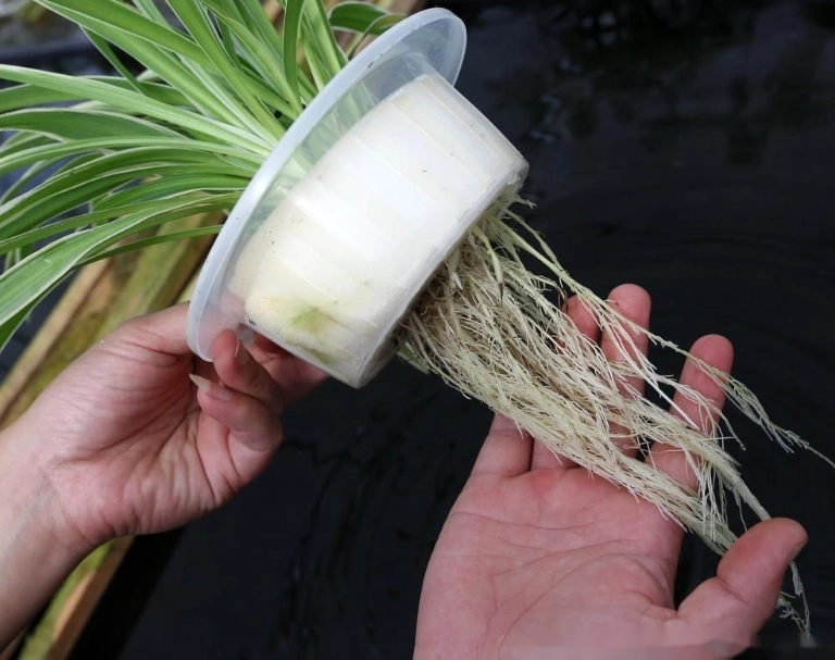 水培植物爛根處理