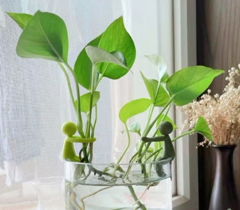 水培植物爛根處理