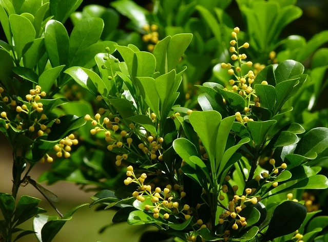 米仔蘭屬 種植
