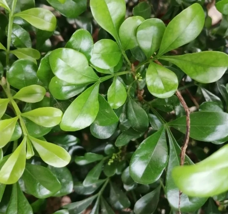 米仔蘭屬 台灣