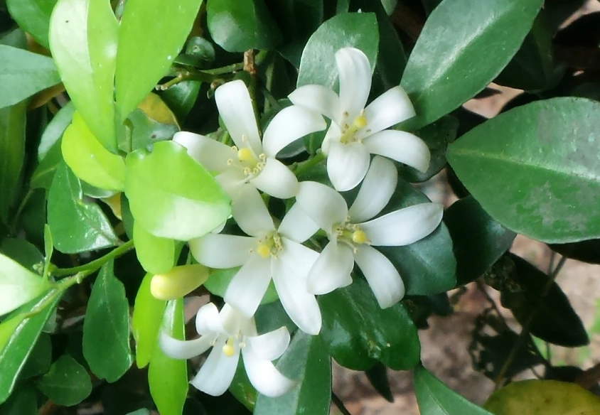 米仔蘭屬 種植