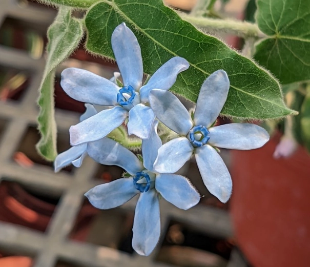 日本藍星花繁殖