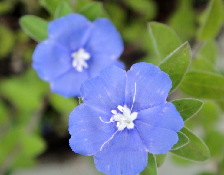 日本藍星花養護指南