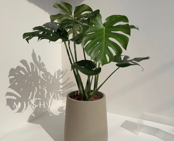 龜背芋盆器