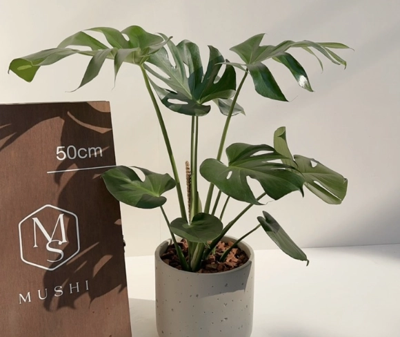 室內植物盆器