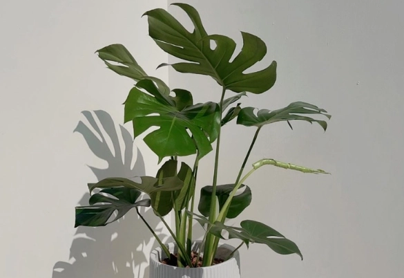 龜背芋盆器