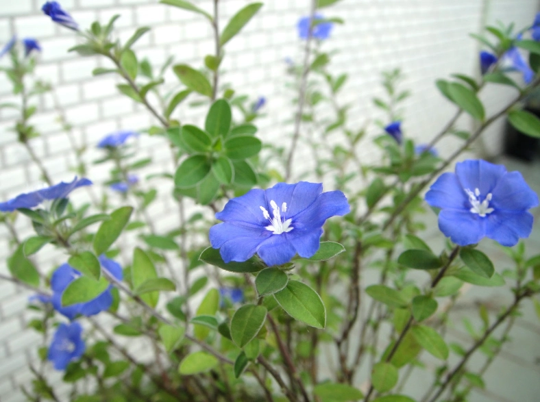 日本藍星花繁殖方法