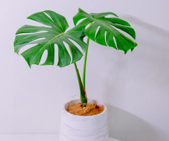 室內植物盆器