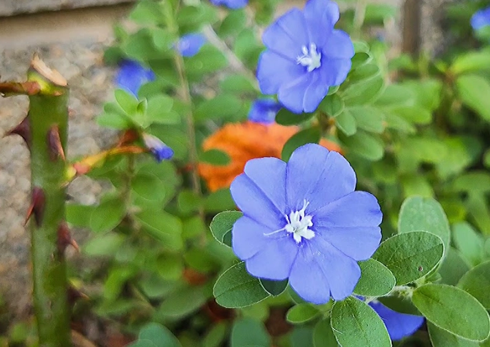 日本藍星花養護指南