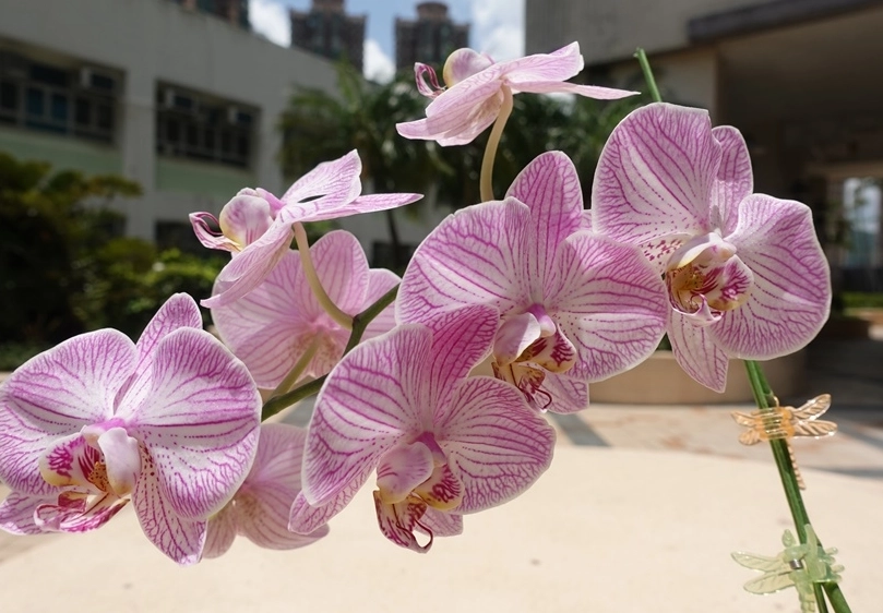 植物分類學入門