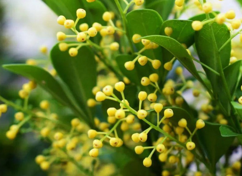 米仔樹使用風險