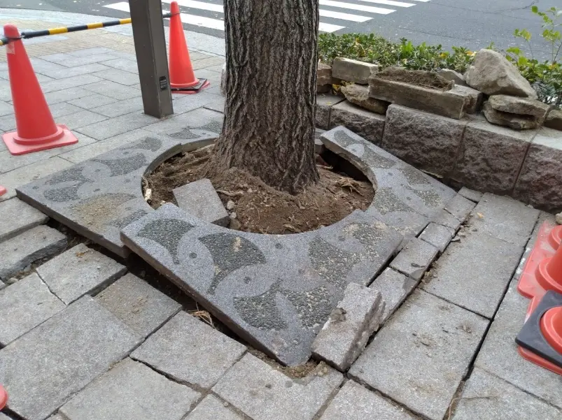 人行道樹根破壞 人行道樹根破壞