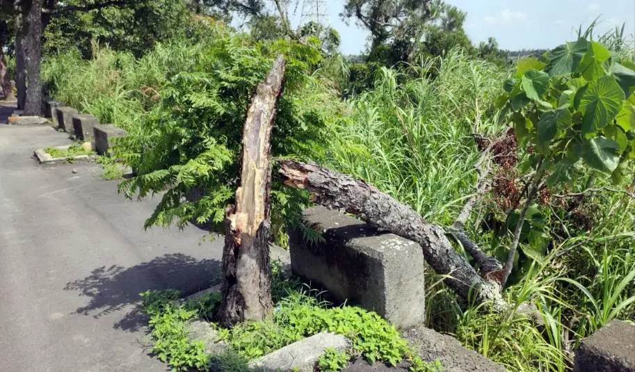 路樹竄根處理 路樹竄根處理