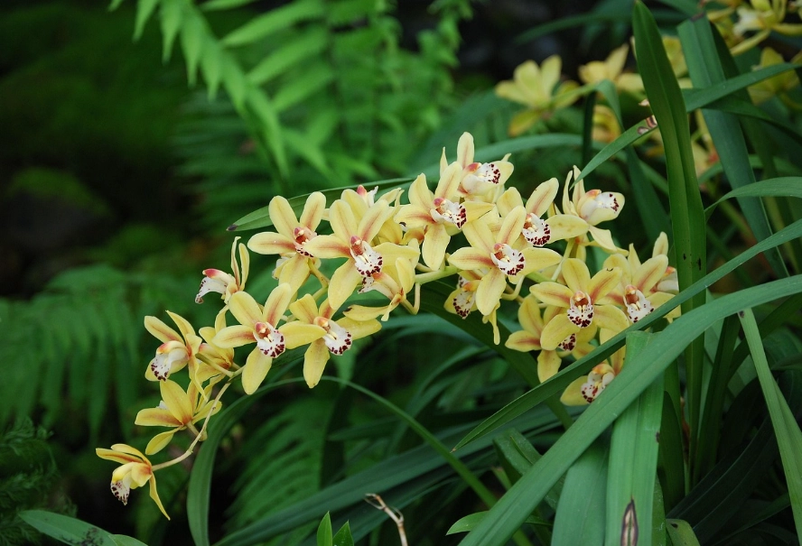 兰花种植技巧 兰花种植技巧