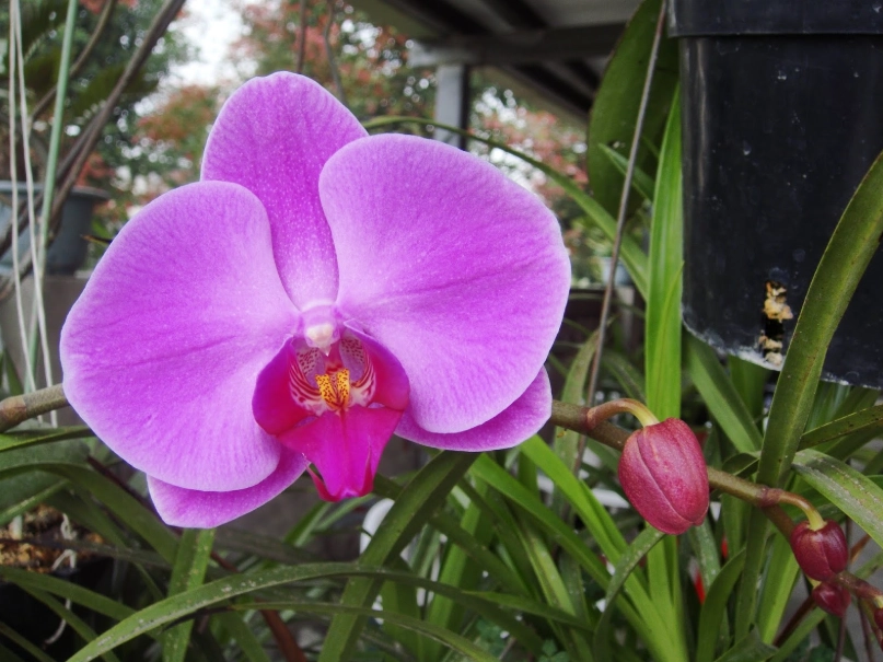 台灣蘭花 台灣蘭花