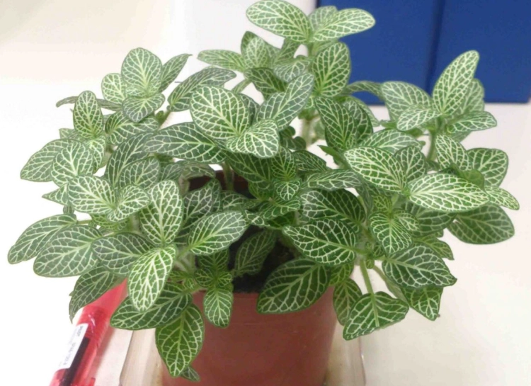網紋草葉子軟垂 網紋草葉子軟垂