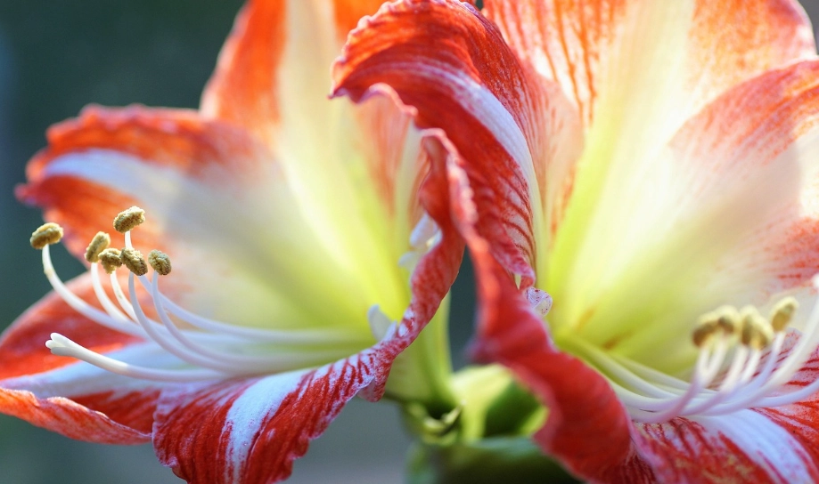 孤挺花什麼時候開花 孤挺花什麼時候開花