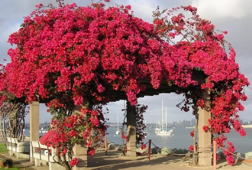 九重葛不開花