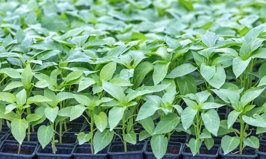 辣椒盆栽種植 辣椒盆栽種植
